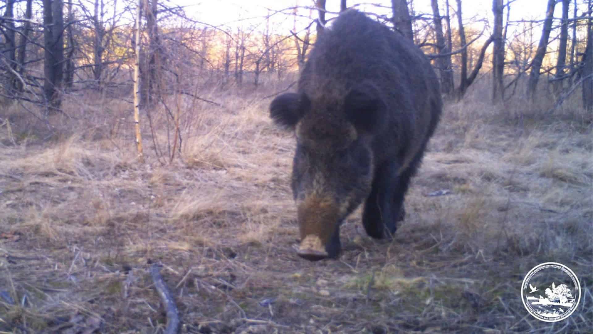 Дикий кабан іде сухою травою крізь рідколісся в Чорнобильському заповіднику, кадр із фотопастки
