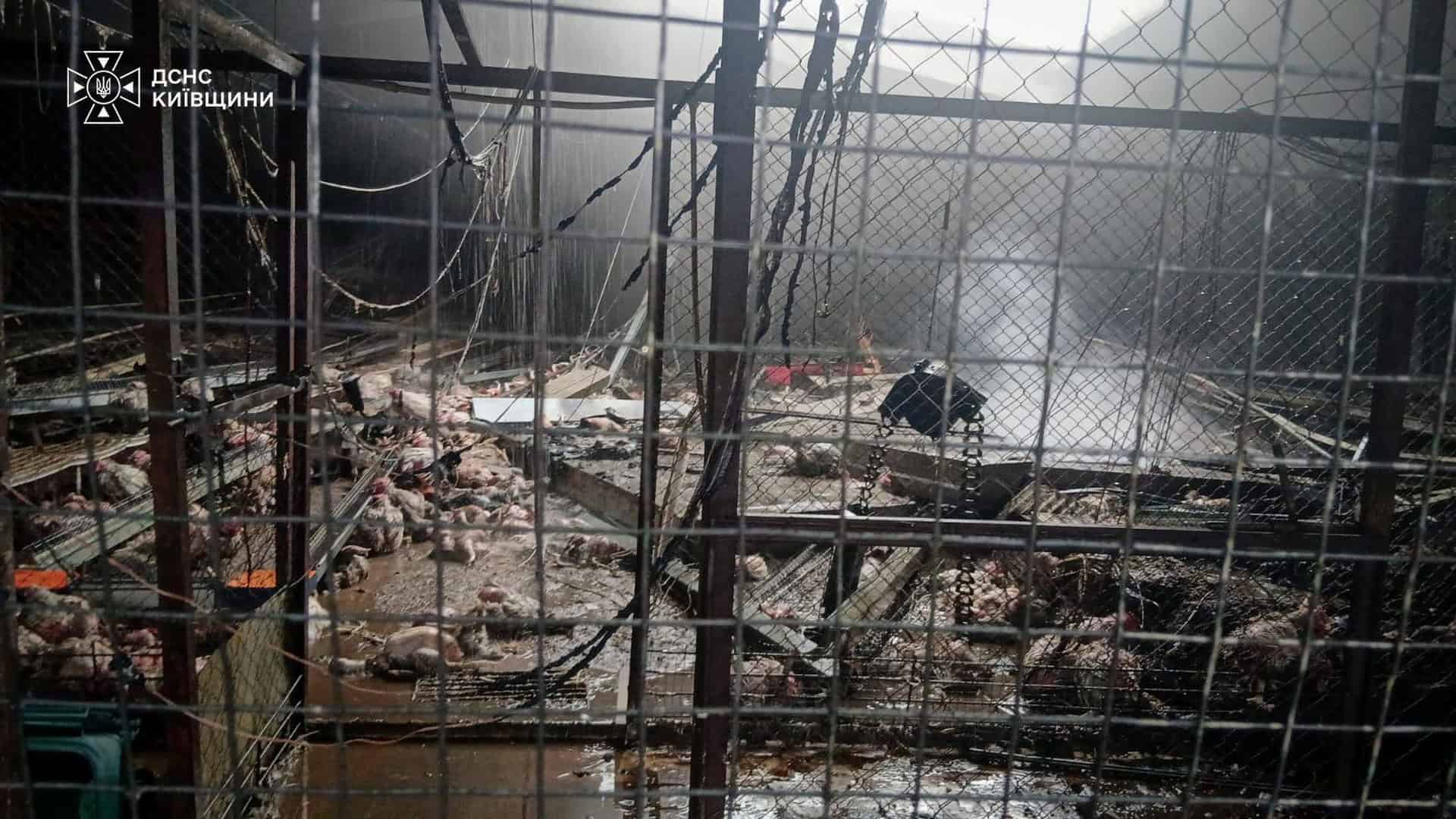 У Бориспільському районі після атаки дронів горіло агропідприємство Загиблі птахи й зруйноване приміщення птахофабрики після пожежі в Бориспільському районі, видно сітку та дим