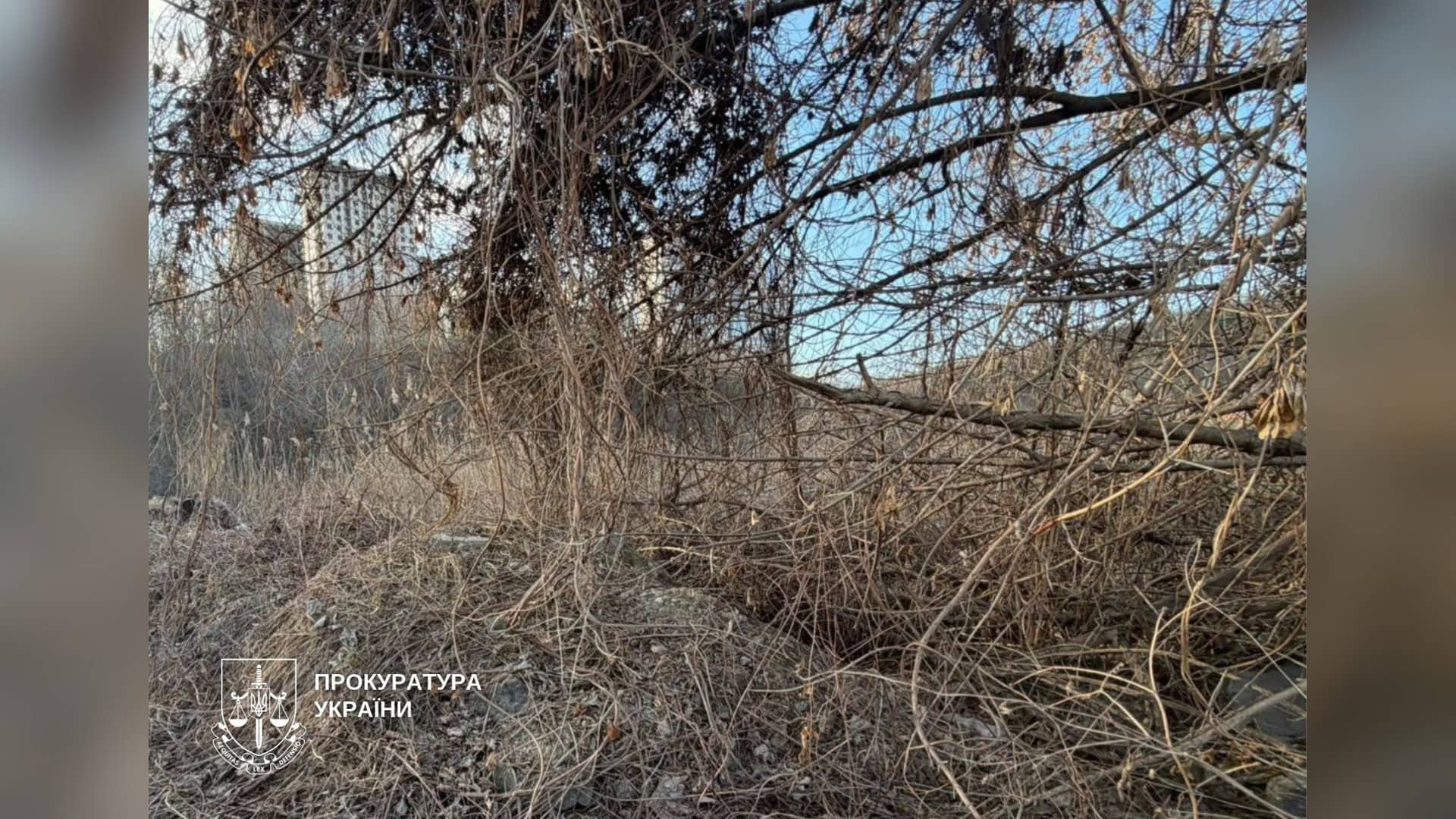 Зарості чагарників і відходи на ділянці біля озера вздовж Лисогірського провулку в Голосіївському р-ні Києва