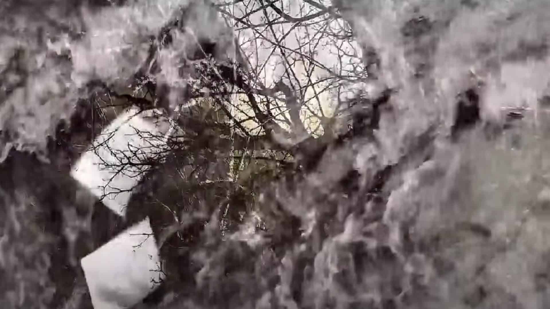 Яценко й Пекун зіграють «За двома зайцями» 18 листопада Кадр відеоінсталяції «Мить не вмирає» Олександра Дірдовського: гілля дерев крізь розмиті світлі плями