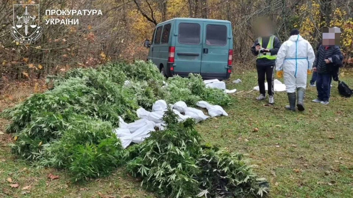Понад 50 кг канабісу вилучили на Білоцерківщині: чотирьом повідомили підозру Купа зрізаних рослин на траві біля зеленого мікроавтобуса, поруч стоять люди в захисному костюмі та жилеті з розмитими обличчями