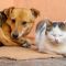 Головні новини Києва | Kyiv.News У Києві перенесли фестиваль адопції тварин Adopt CAT & DOG