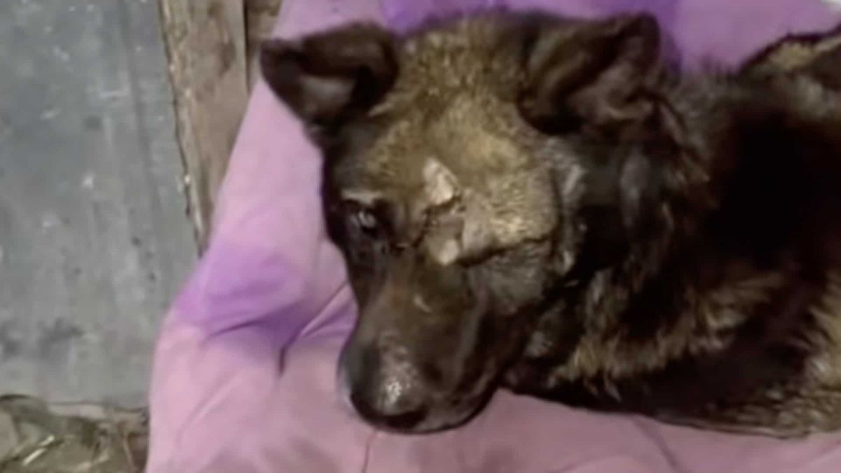 Пес лежить на рожевій ковдрі із травмою голови