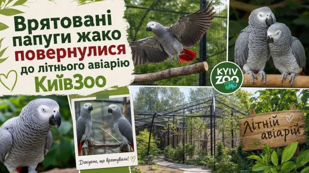 «Літо в Софії»: освітній табір для дітей у Київському заповіднику Врятовані папуги жако у клітках літнього авіарію КиївЗоо — сірі папуги з червоними хвостами після повернення з зимового укриття