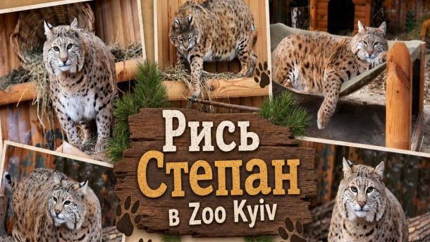 Рись Степан — новий мешканець Київського зоопарку Zoo Kyiv, який став зіркою соцмереж та популярним мемом