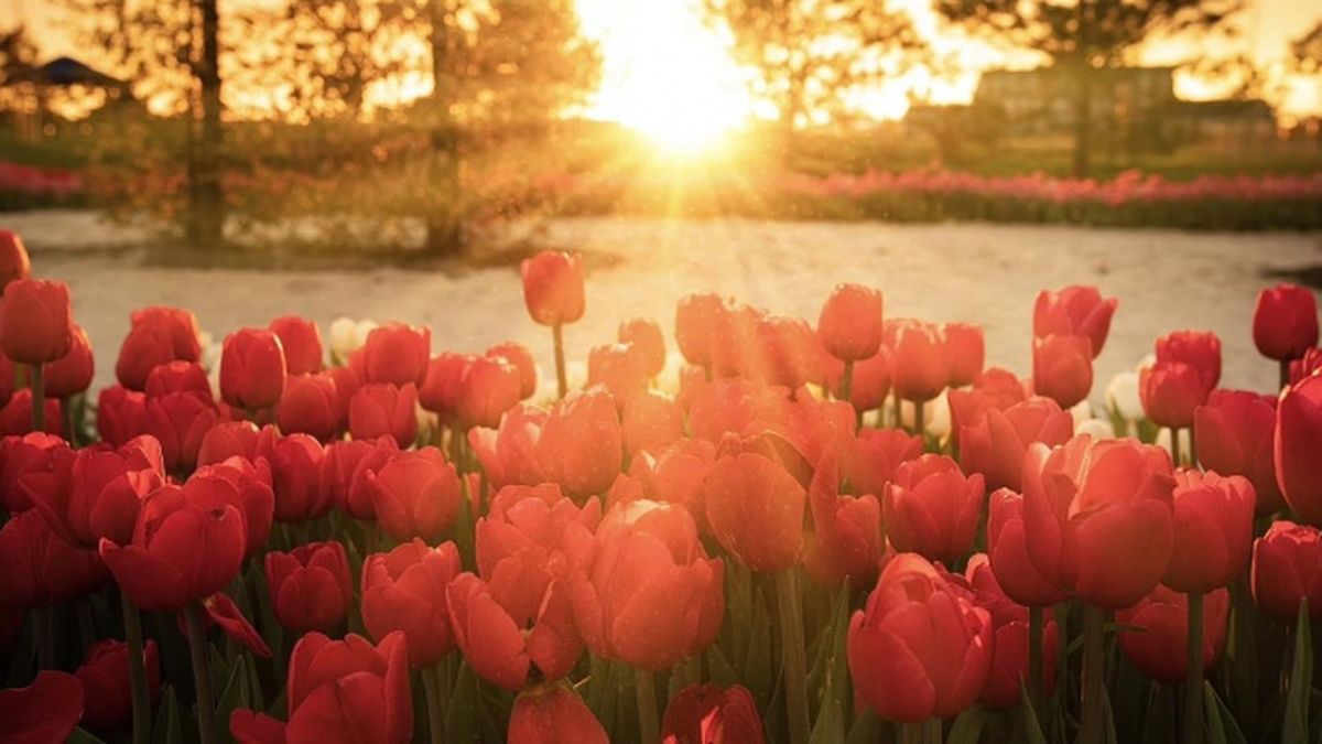 Поле тюльпанів на заході сонця — символ весняних подій Києва 17–19 квітня 2026