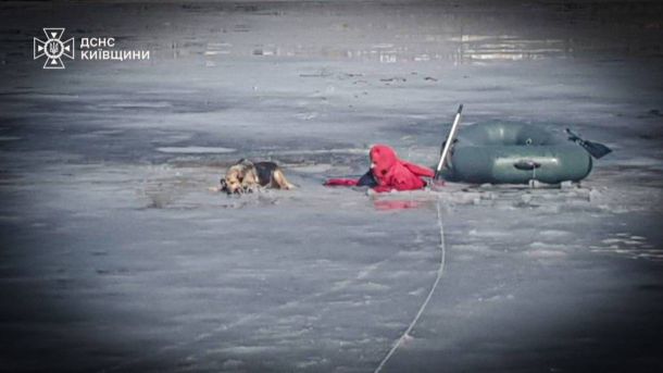 Рятувальники ДСНС витягують собаку, який провалився під кригу на річці Рось у Білій Церкві