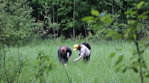 Двоє науковців WWF-Україна обстежують лучну ділянку біля лісу на Київщині під час підготовки до встановлення штучних гнізд для комах-запилювачів