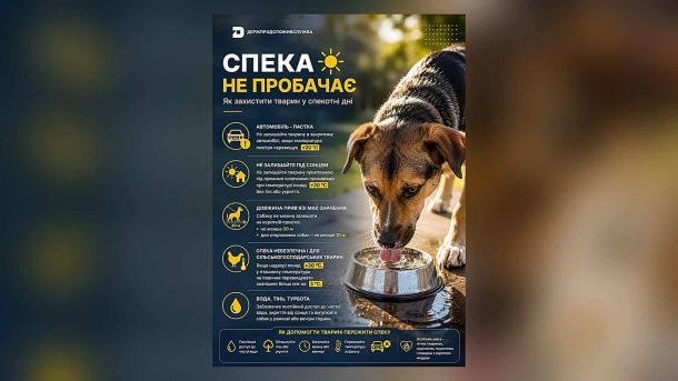 Спецпредставник США Кейт Келлог прибув до Києва на День Незалежності Інфографіка Держпродспоживслужби про захист тварин від спеки із зображенням собаки, яка п'є воду з миски на вулиці