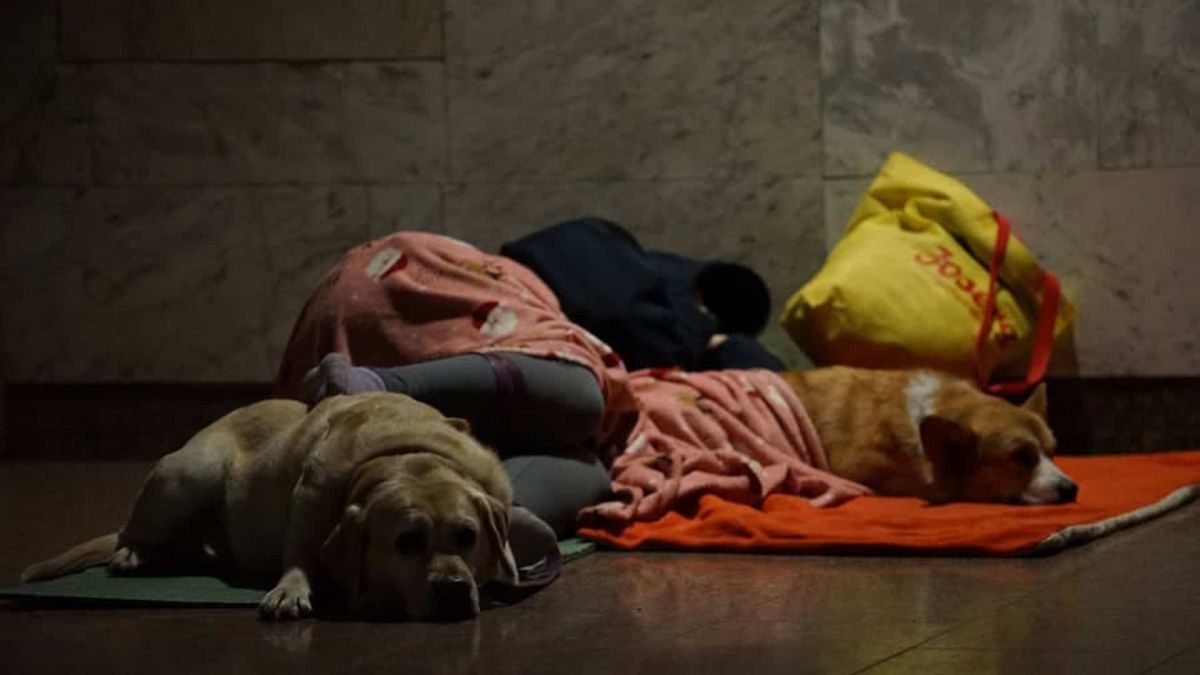 Люди та два собаки — лабрадор і корги — відпочивають на підстилках на підлозі станції Київського метрополітену, яка слугує укриттям під час нічної ракетної атаки 14 травня 2026 року