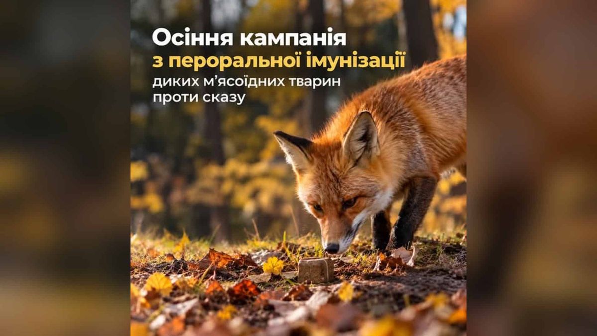 Лисиця обнюхує брикет-принаду з вакциною проти сказу під час осінньої кампанії імунізації диких тварин у Києві