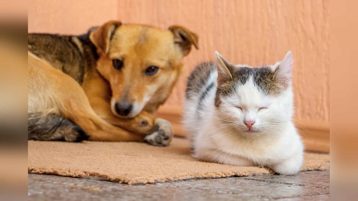 У Києві перенесли фестиваль адопції тварин Adopt CAT & DOG