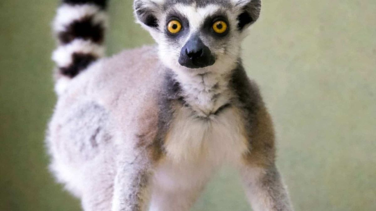 Лемур катта Котик дивиться в камеру у ветеринарному шпиталі Київського зоопарку під час 40-денного карантину