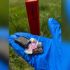Головні новини Києва | Kyiv.News Принади з вакциною від сказу на долоні фахівця в рукавичці біля маршрутного стовпчика в Чорнобильському заповіднику