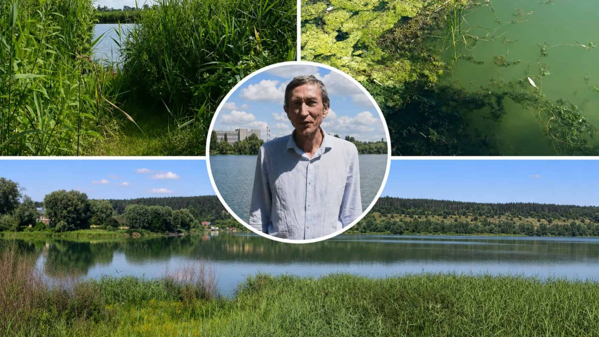 Озеро Алмазне у Києві виникло лише у 1980-х роках Колаж: береги озера Алмазне з очеретом, цвітіння водоростей, гідролог Віктор Вишневський на тлі водойми та панорама озера