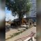 Головні новини Києва | Kyiv.News Демонтаж МАФів на проспекті Миколи Бажана у Києві: дерево, що роками росло в оточенні конструкцій, нарешті звільнене