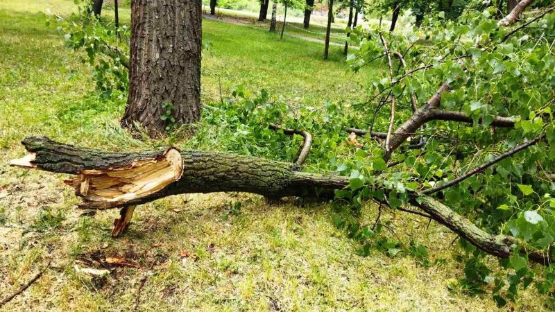 Повалені вітром дерева на вулиці після негоди на Київщині — наслідки сильного вітру, який пошкодив лінії електропередач