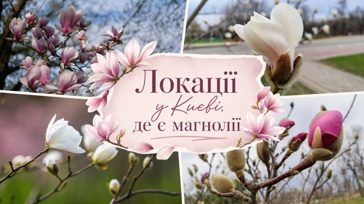 Колаж з рожевими та малиновими магноліями у київських парках і скверах навесні 2026 року