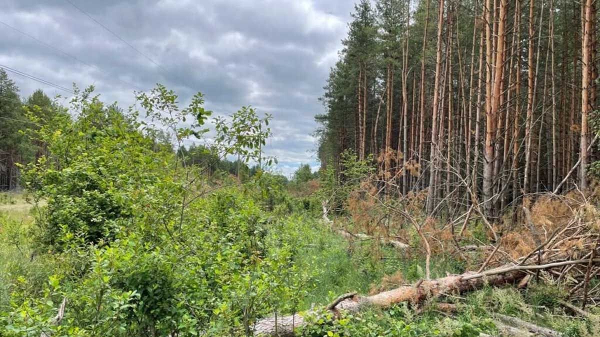 У Чорнобильському заповіднику виявили понад тисячу пнів від незаконної вирубки