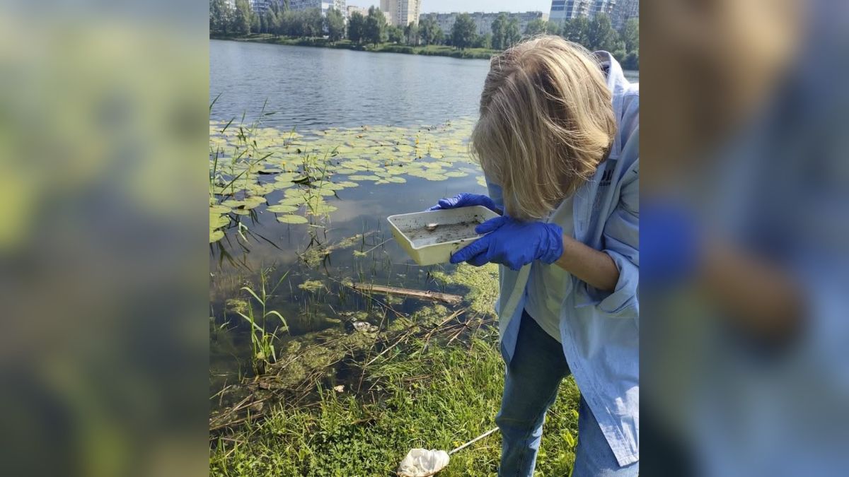 У Києві посилили моніторинг комарів — переносників малярії та денге Фахівчиня в захисних рукавичках бере проби води з міської водойми в Києві для моніторингу личинок комарів