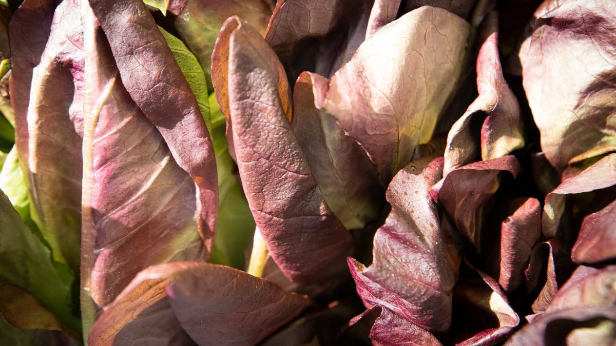 Сезонні ярмарки в Києві: де торгуватимуть цього тижня Продуктовий сільськогосподарський ярмарок у Києві — свіжі овочі, фрукти та продукти від виробників на міській вулиці
