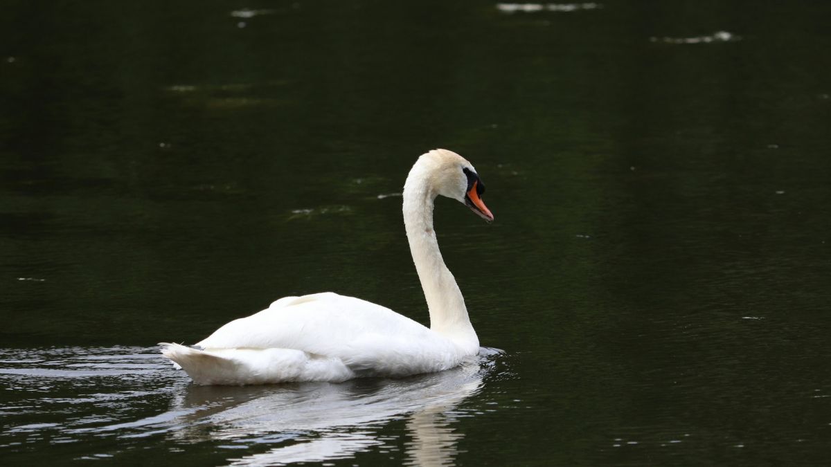 Білий лебідь на воді