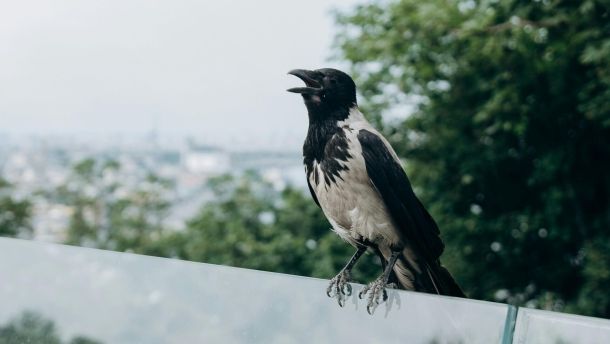 Ворона у столиці України