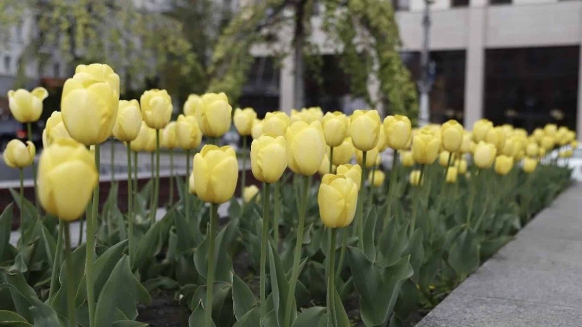 Жовті нідерландські тюльпани на клумбі в центрі Києва, озеленення вулиць навесні 2026 року