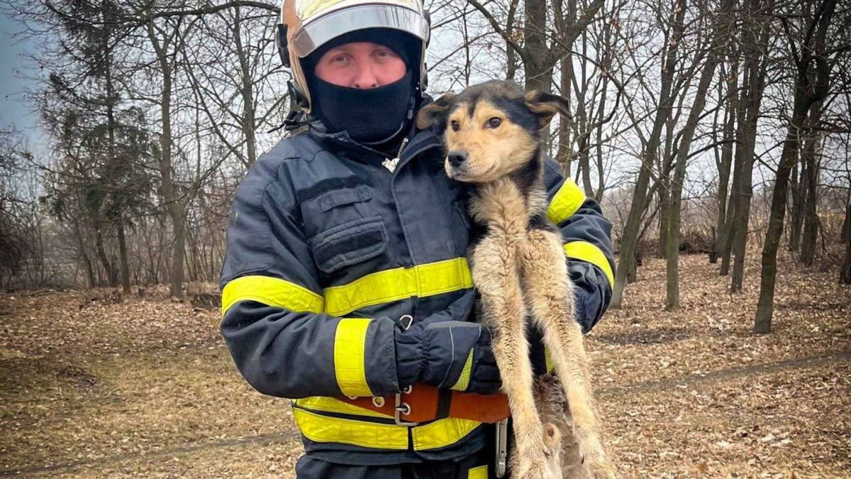Рятувальник ДСНС Київщини тримає на руках собаку, якого врятував з ями у селі Самгородок