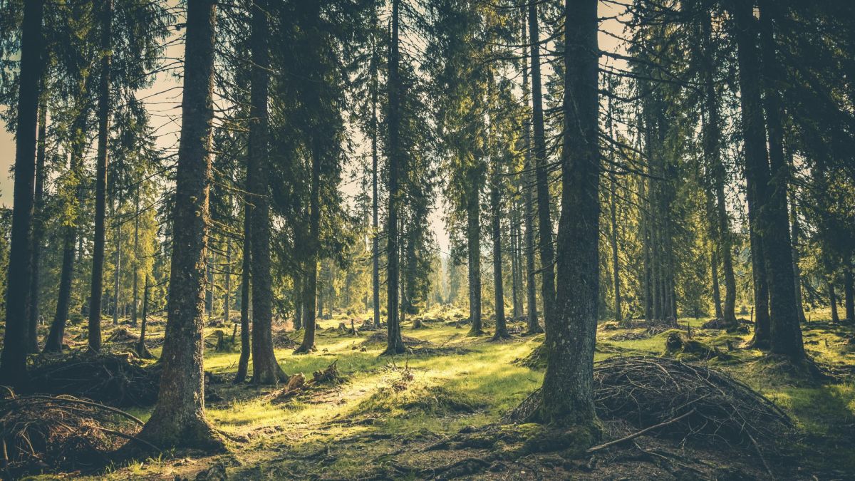 Сонячне світло пробивається крізь високі дерева у зеленому лісі, ілюстрація чистого повітря та безпечного екологічного стану на Київщині