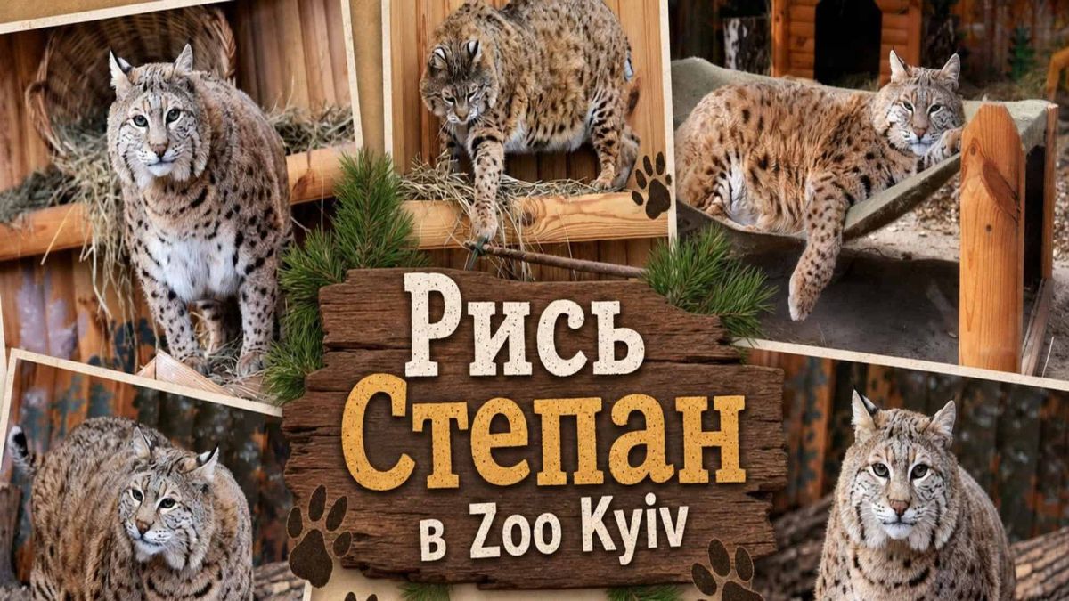 Рись Степан — новий мешканець Київського зоопарку Zoo Kyiv, який став зіркою соцмереж та популярним мемом