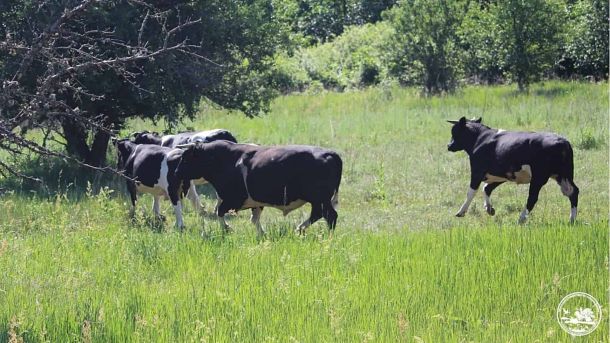 Здичавіле стадо чорно-білих корів пасеться на лісовій галявині Чорнобильського заповідника, праворуч — ватажок стада Рябко