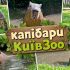 Капібари Київського зоопарку у літньому вольєрі — купаються у ставку та гуляють по траві