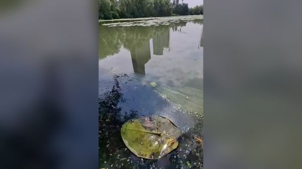 Плівка забруднення та сміття на поверхні води озера Небреж на Осокорках із відображенням новобудов