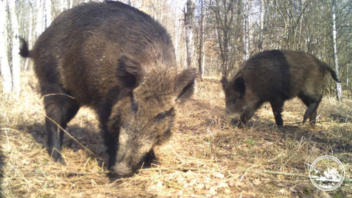 Двоє диких кабанів шукають їжу на лісовій підстилці в Чорнобильському заповіднику, кадр із фотопастки