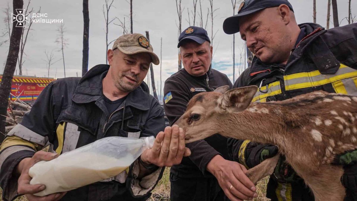 Пожежа на Київщині: рятувальники врятували двох оленят Троє рятувальників ДСНС Київщини у спорядженні годують з пляшки молодого оленя, врятованого під час пожежі в лісі