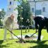 Посол Швеції Мартін Оберг та директорка «Софії Київської» Неля Куковальська висаджують липу на Алеї київських князівен на честь Інгігерди — 1 червня 2026 року