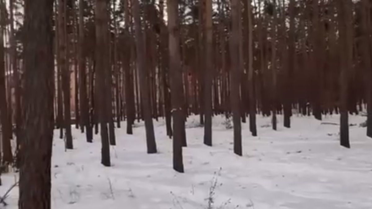 В Ірпені у лісі на вул. Літературній розпочалося розмінування 70 гектарів лісу після боїв 2022 року Дерева у лісі