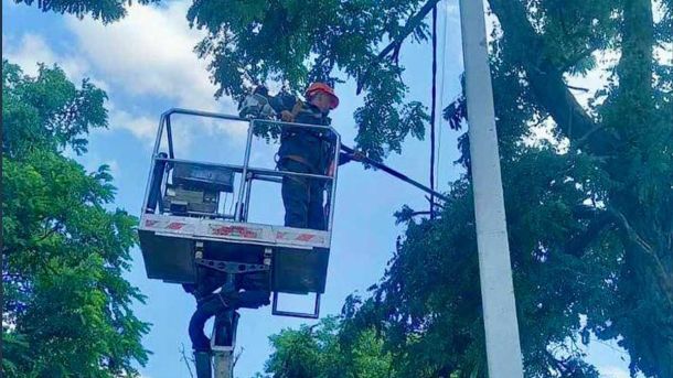 Попри війну: у КиївЗоо народилися пташенята королівських фазанів