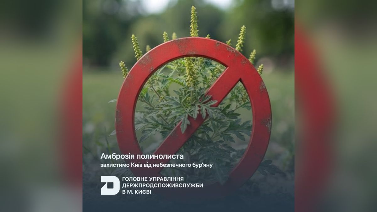 Амброзія у Києві: карантин діє з 2024-го, насіння живе 20 років Київська Держпродспоживслужба нагадала про обов’язок знищувати амброзію полинолисту до початку цвітіння. Карантин діє в місті з 2024 року.