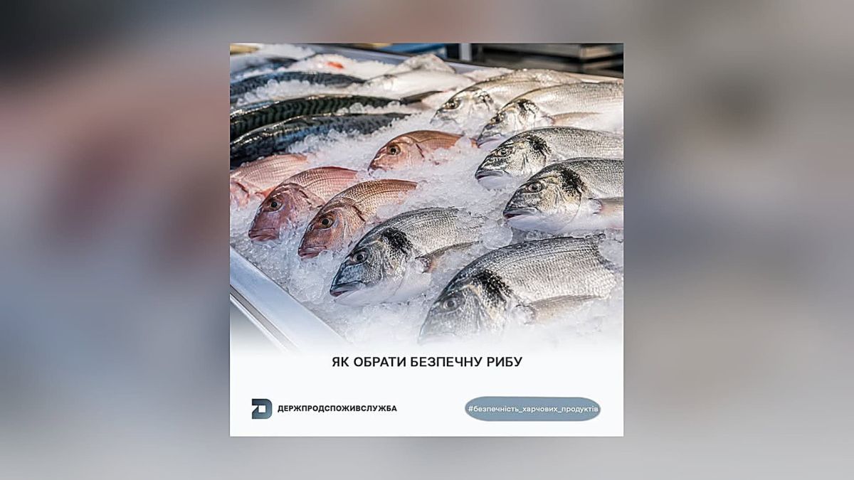 Як обрати безпечну рибу: поради Держпродспоживслужби для киян Свіжа риба на льоду в магазині — Держпродспоживслужба Києва розповідає, як обрати безпечну рибу: прозорі очі, пружне м’ясо, яскраві зябра та природний запах.