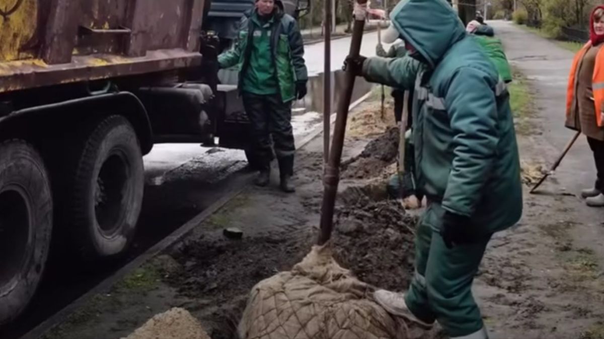 Працівники комунального підприємства висаджують клен сріблястий біля вантажівки на вулиці Дніпровського району Києва