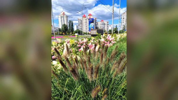 Пожежа в МАФі на Чорновола у Вишневому: гасили годину Декоративні злаки на міській клумбі в Києві — міскантус і куничник у новому озелененні столиці