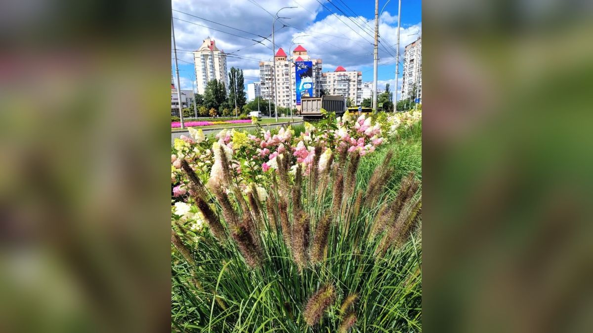 Декоративні злаки на міській клумбі в Києві — міскантус і куничник у новому озелененні столиці
