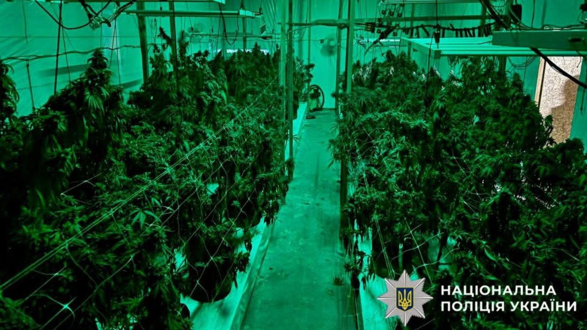 Кущі наркотичних рослин у теплиці