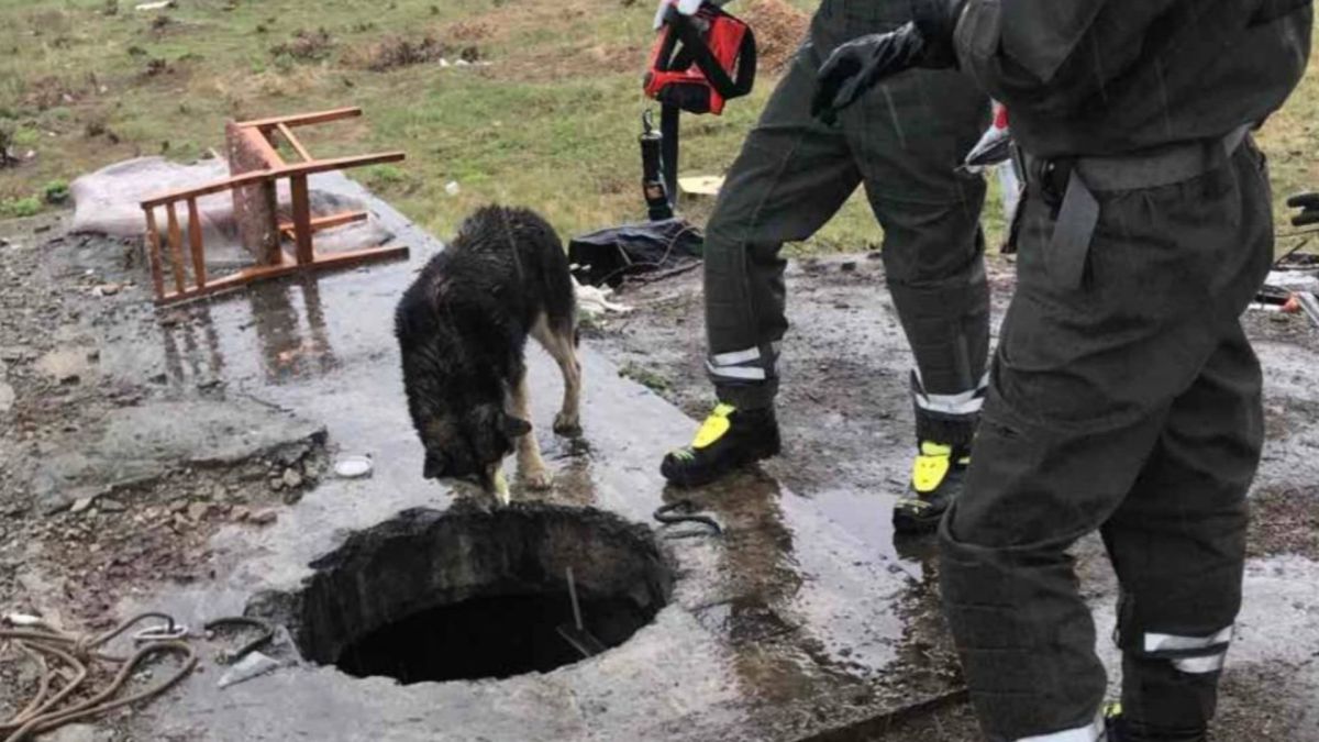 Рятувальники КАРС працюють біля відкритого колодязя теплової траси в Оболонському районі Києва, поруч мокрий собака