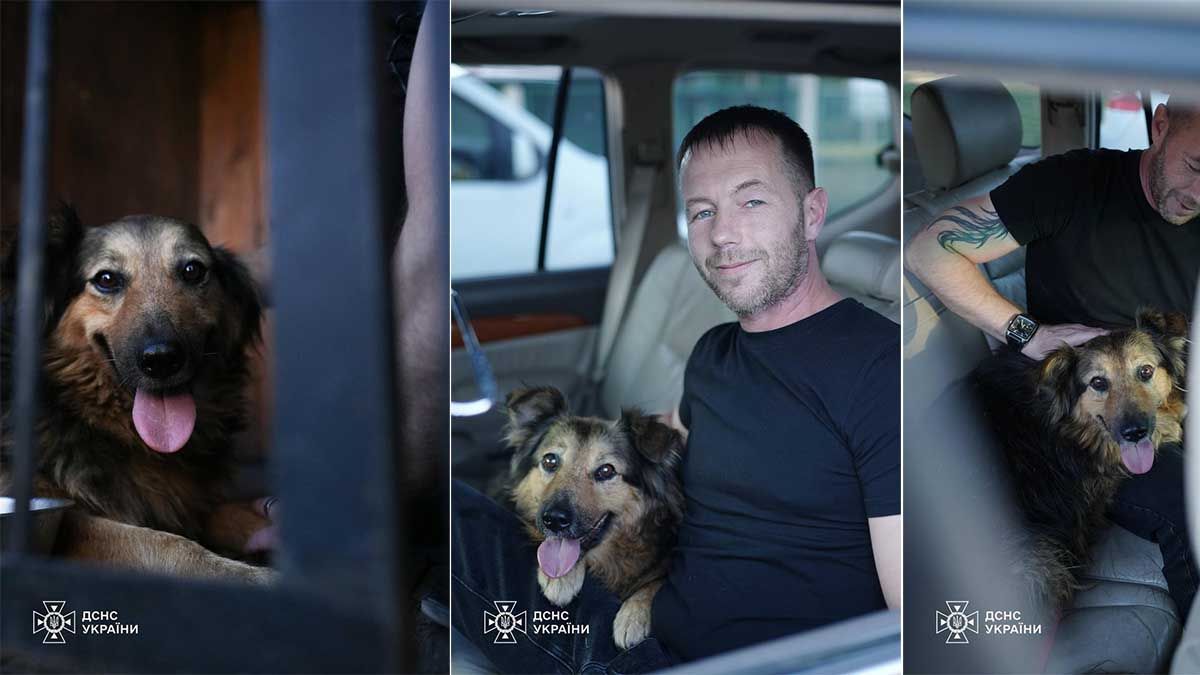 Джессі повернулася до родини після загибелі господаря Джессі повернулася до родини після загибелі господаря