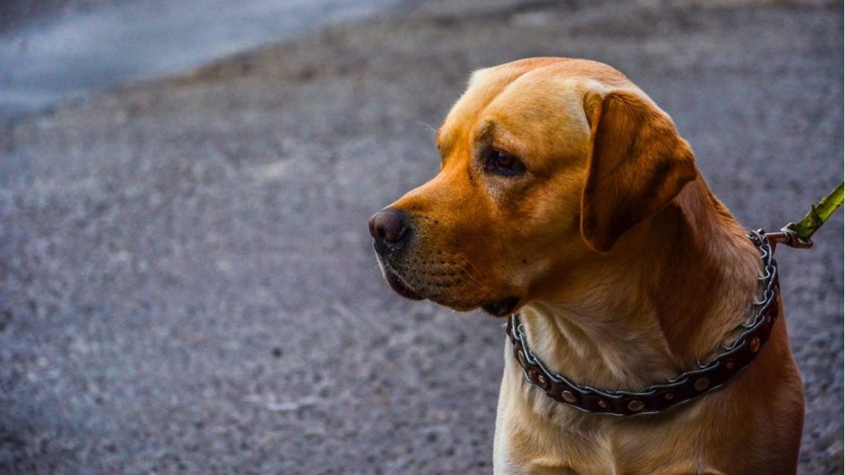 Собака на поводку