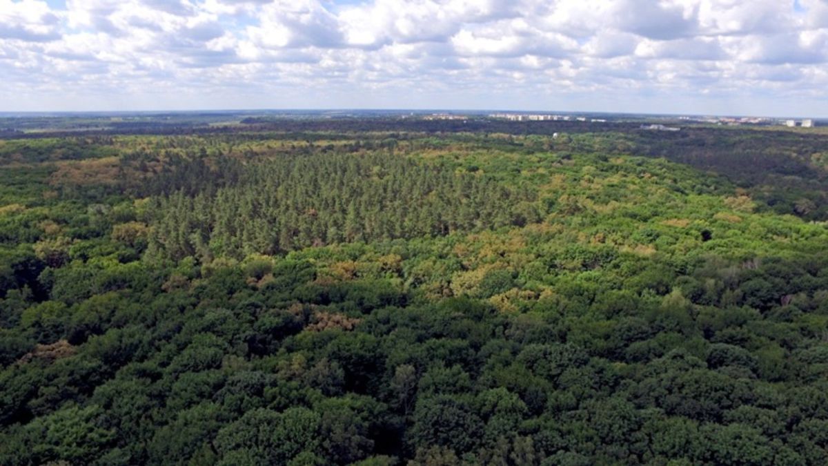 Велика лісова територія, де переважать дуби