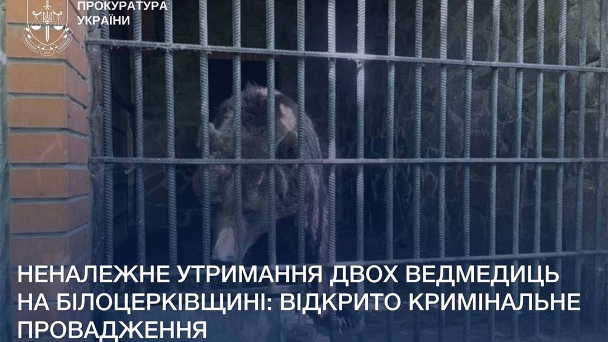 Медведиця за ґратами